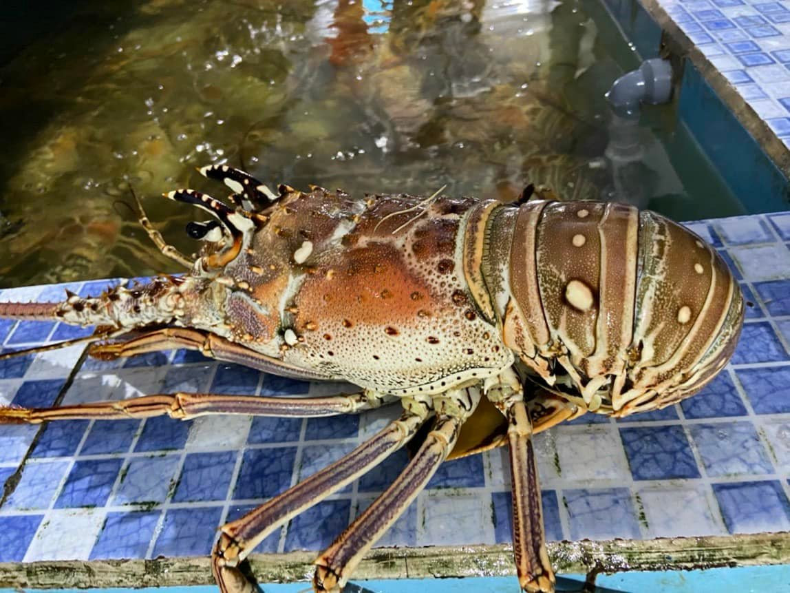 Khi chưa khuyến mại, tôm hùm bông Caribbean có giá lên tới hơn 3 triệu đồng. Ảnh: Facebook