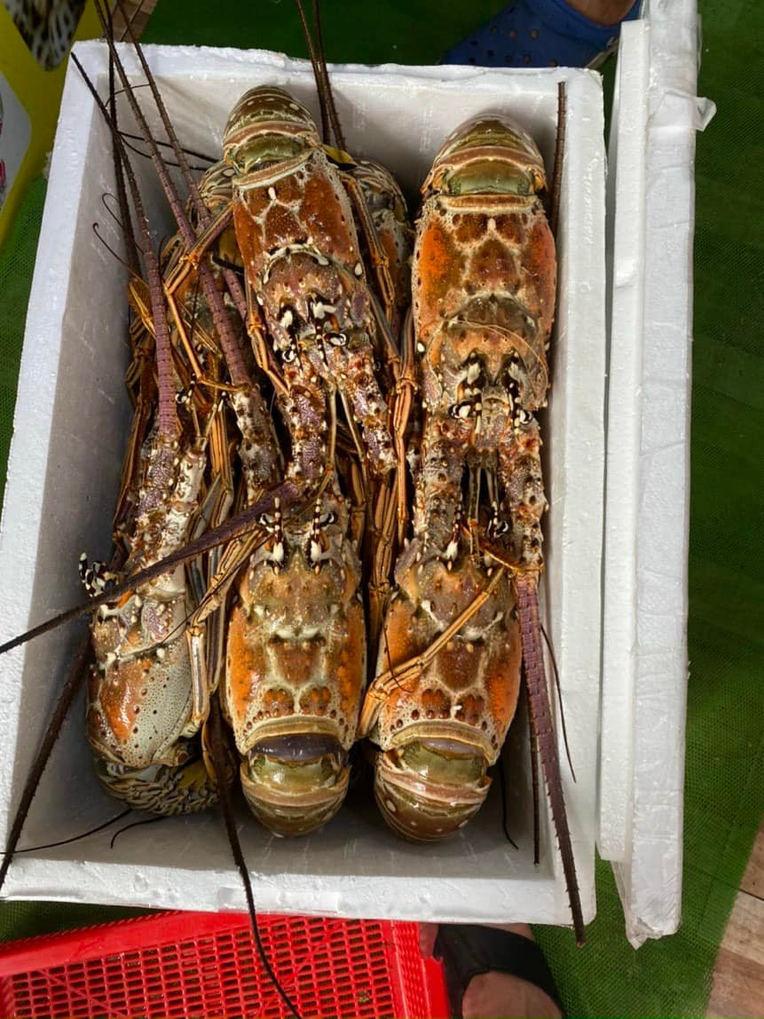 Thị trường Việt hiện có khoảng 4 loại tôm hùm nhập khẩu. Trong đó, tôm nhập từ Mexico đang có giá đắt đỏ nhất, tiếp đến là hàng từ Australia và Canada, Mỹ...Ảnh: Facebook