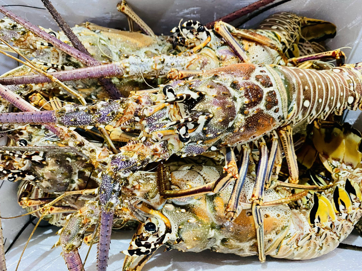 Lần đầu tiên nhập khẩu về Việt Nam lại đúng thời điểm Tết Nguyên đán nên tôm hùm bông Caribbean rất hút khách. Đợt tôm hùm đầu tiên nhập về bán Tết vừa đáp xuống sân bay đã hết ngay một nửa. Ảnh: Dân Việt