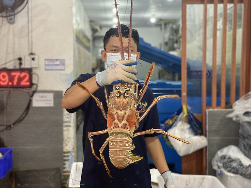 So với các loại tôm hùm khác, thịt tôm hùm bông Caribbean được giới thiệu có phần săn chắc, ngọt đậm và thơm ngon. Ảnh: Plo