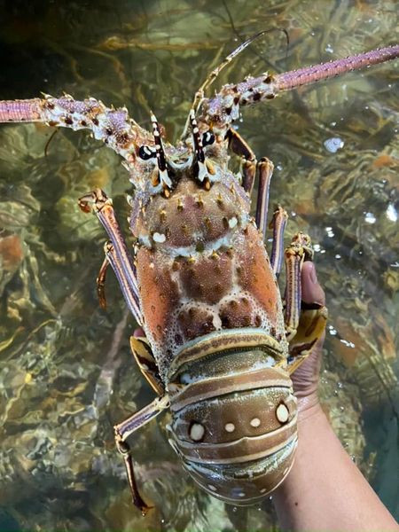 Mỗi con tôm hùm Caribbean có chiều dài 40 cm và chiều ngang 15 cm, không tính phần chân và râu. Ảnh: Facebook