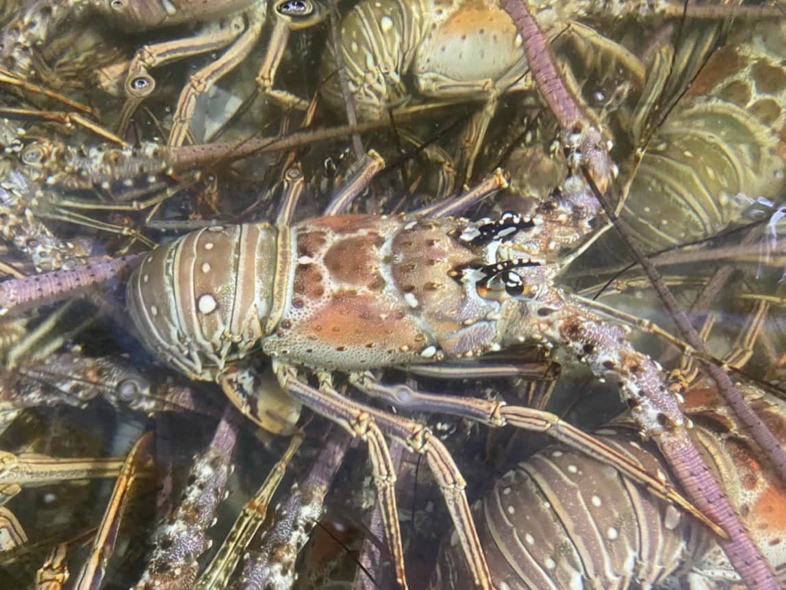 Tôm hùm Caribbean kích thước lớn, thích hợp để tổ chức tiệc tất niên. Ảnh: Facebook