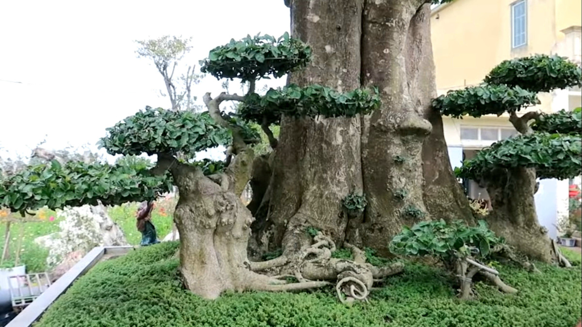 Cây mọc tại một vườn chè với dáng thế rất tự nhiên, cành tán rộng, nhiều cây tử. Mức giá chủ nhân mong muốn là 6 tỷ đồng. Ảnh: Doanh nghiệp &amp; tiếp thị