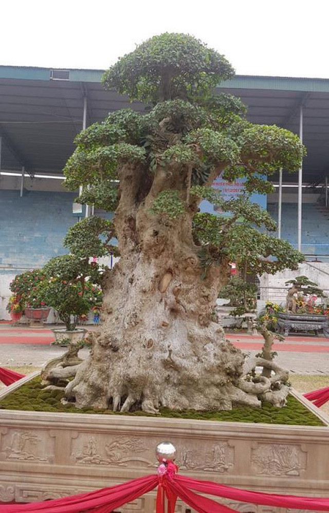 Đây không phải là lần đầu tiên thị trường xuất hiện cây duối cảnh có giá tiền tỷ. Năm 2020, cây duối có tên "Lão mai đại thọ" của ông Hòa taxi (huyện Văn Giang, tỉnh Hưng Yên) đã bán cho ông Trường Giấy (TP. Hải Dương) với giá 7 tỷ đồng. Ảnh: Đất Việt