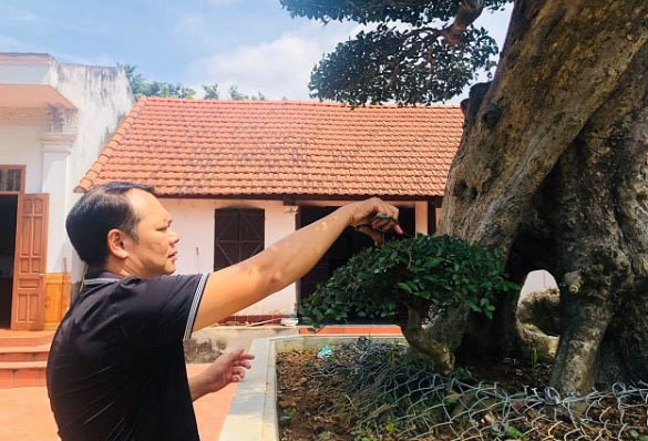 Ông Đường quyết không bán bởi ông đã mất gần 10 năm chăm sóc, tạo dáng và tình yêu đặc biệt dành cho cây duối cổ gần 400 tuổi này. Ảnh: Dân Việt