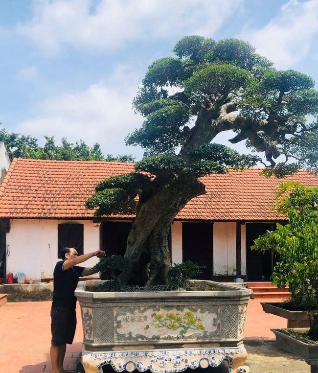 Cây duối cổ gần 400 tuổi thuộc sở hữu của ông Nguyễn Ngọc Đường (trú tại khu 3, phường Minh Nông, TP.Việt Trì, tỉnh Phú Thọ) từng gây xôn xao thị trường có người trả đến 3 tỷ đồng vẫn không bán. Ảnh: Dân Việt