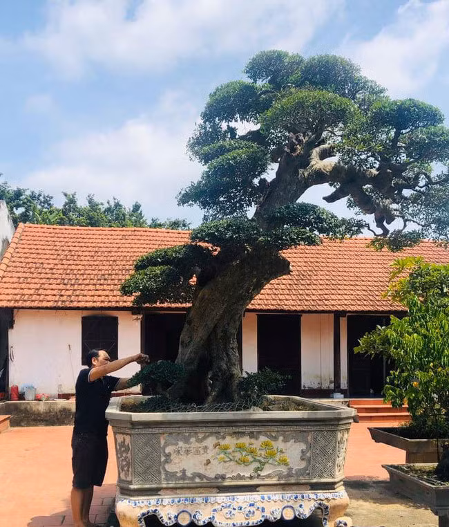 Cây duối cổ gần 400 tuổi thuộc sở hữu của ông Nguyễn Ngọc Đường (trú tại khu 3, phường Minh Nông, TP.Việt Trì, tỉnh Phú Thọ) từng gây xôn xao thị trường có người trả đến 3 tỷ đồng vẫn không bán. Ảnh: Dân Việt