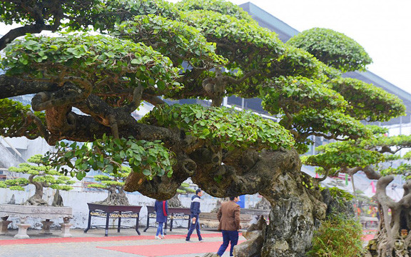 Cây duối thế độc đáo có chiều cao 1,8m, tán ngang rộng gần 3m, được trả tới 2 tỷ đồng. Ảnh: VTC News