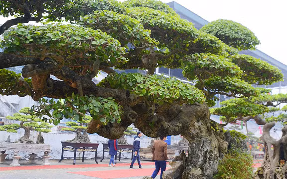 Cây duối thế độc đáo có chiều cao 1,8m, tán ngang rộng gần 3m, được trả tới 2 tỷ đồng. Ảnh: VTC News