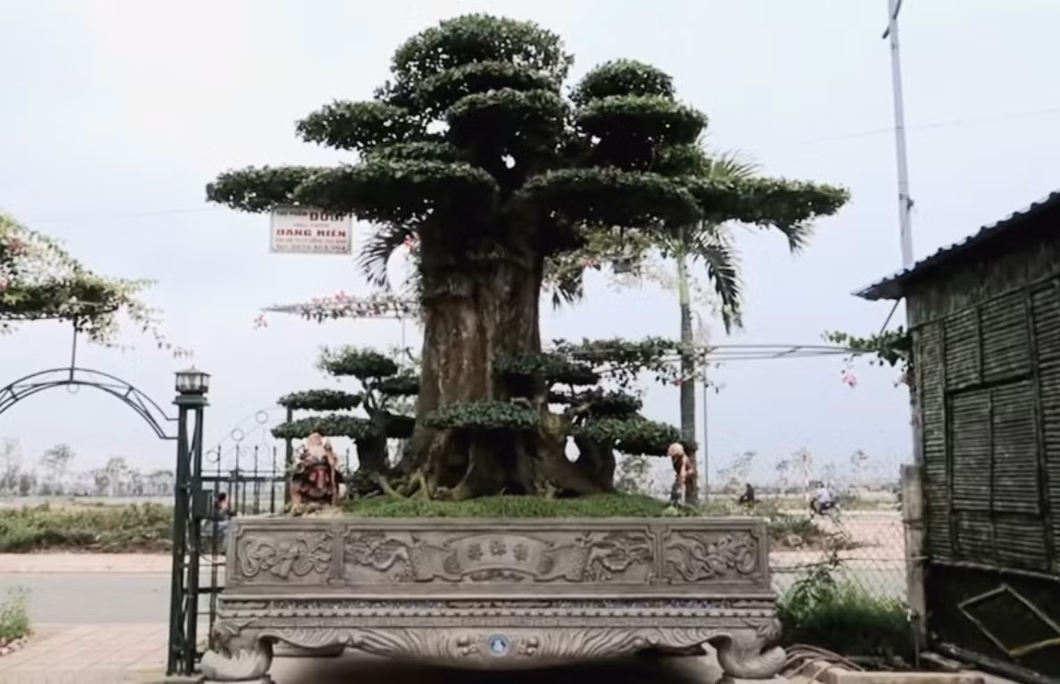 Giat minh nhung cay duoi tien ty dai gia xep hang cho mua