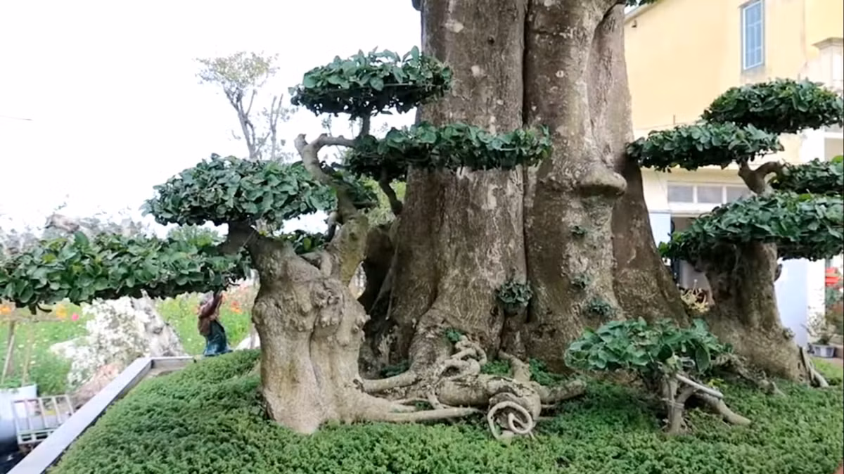 Cây mọc tại một vườn chè với dáng thế rất tự nhiên, cành tán rộng, nhiều cây tử. Mức giá chủ nhân mong muốn là 6 tỷ đồng. Ảnh: Doanh nghiệp &amp; tiếp thị