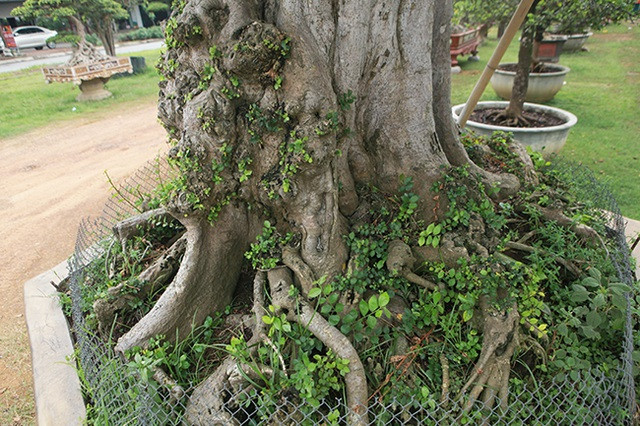 Cây duối cao gần 4m. Trên thân có những mắt duối nổi lên nhuốm màu thời gian. Ảnh: Dân Việt