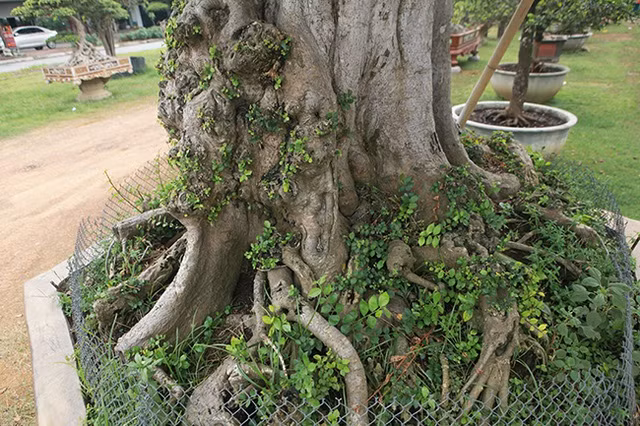 Cây duối cao gần 4m. Trên thân có những mắt duối nổi lên nhuốm màu thời gian. Ảnh: Dân Việt