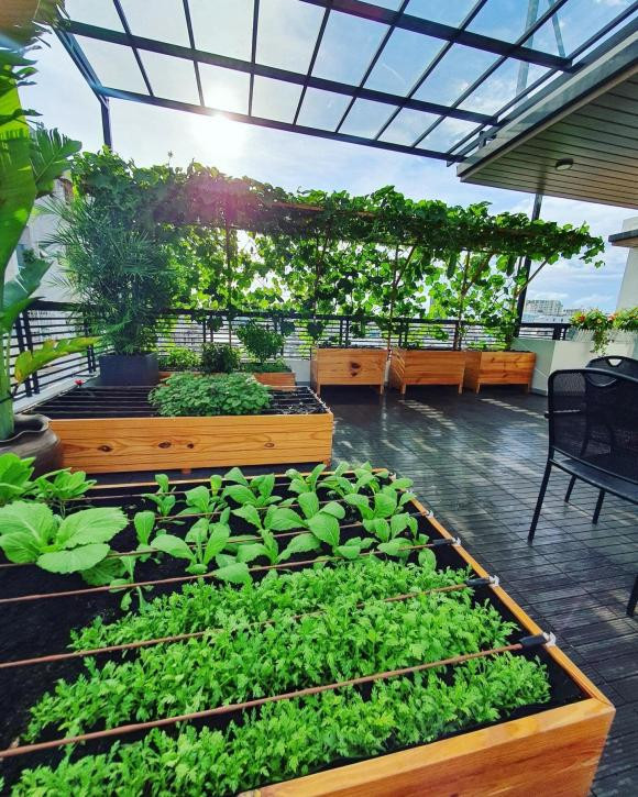 Vợ chồng Lê Hoàng trồng nhiều loại rau, quả như rau muống, bí, cà tím, rau cải, rau thơm, ớt....