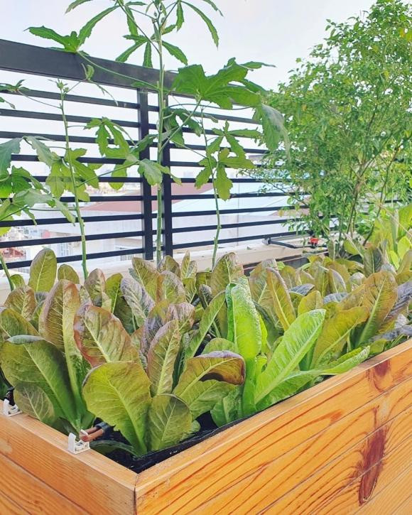 Giữa trung tâm thành phố nhưng vợ chồng Lê Hoàng - Việt Huê vẫn có những lúc sống như nông dân, tự trồng rau phục vụ cho gia đình.