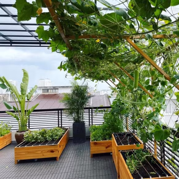 Trên sân thượng, vợ chồng Lê Hoàng quy hoạch vườn chỉn chu.