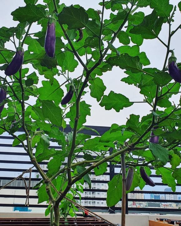 Anh chọn trồng rau trên sân thượng với diện tích trồng khoảng 60m2 vì nơi này có đủ nắng, gió cho cây phát triển.