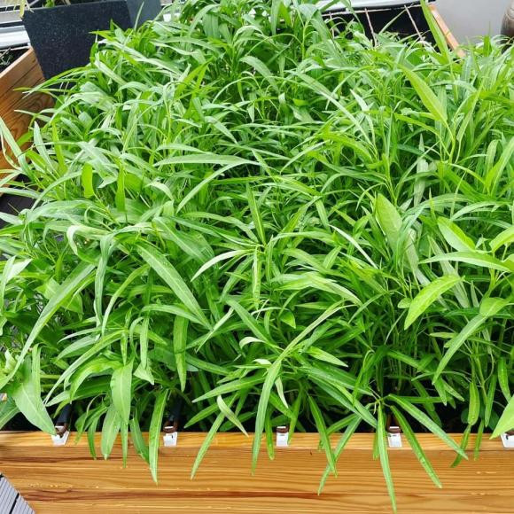 Rau muống tốt um.