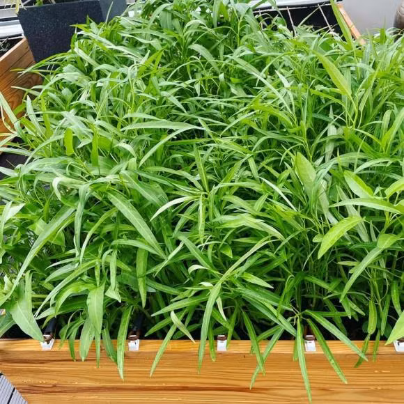 Rau muống tốt um.