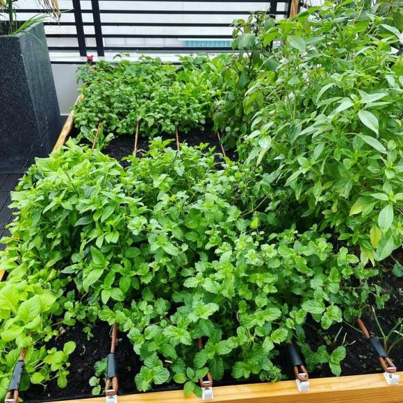 Khóm rau gia vị xanh mướt.