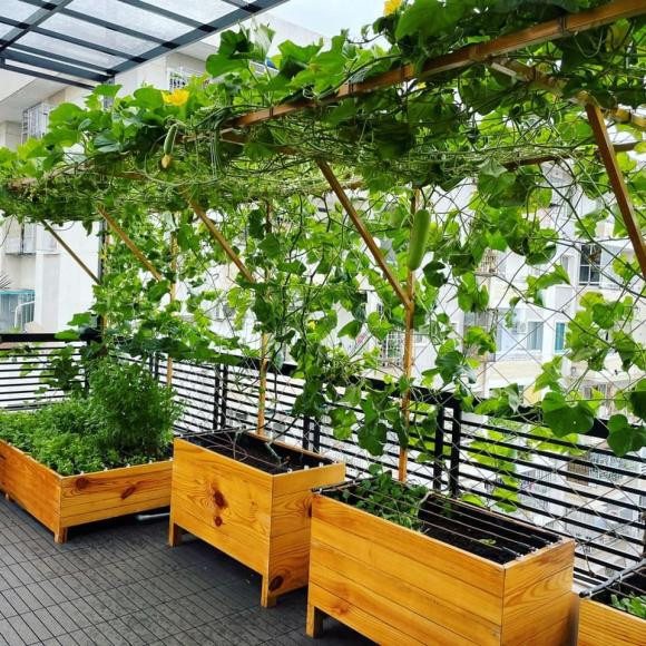 Các thùng gỗ chứa rau đều đồng bộ và còn làm giàn để cây leo tốt.