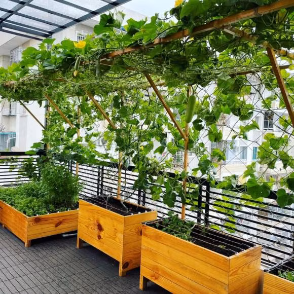 Các thùng gỗ chứa rau đều đồng bộ và còn làm giàn để cây leo tốt.