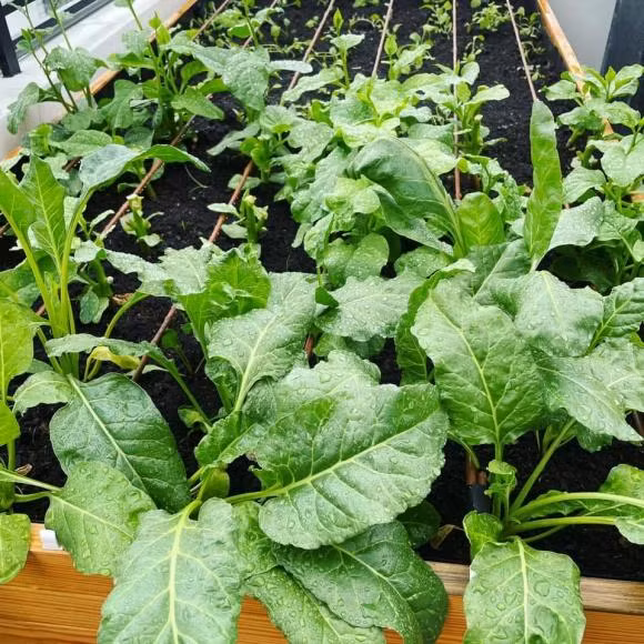 Nam ca sĩ tiết lộ: "Không nhớ là đã thu hoạch bao nhiêu lần. Sáng ăn trái cây, chiều ăn rau. Sắp giàu rồi".