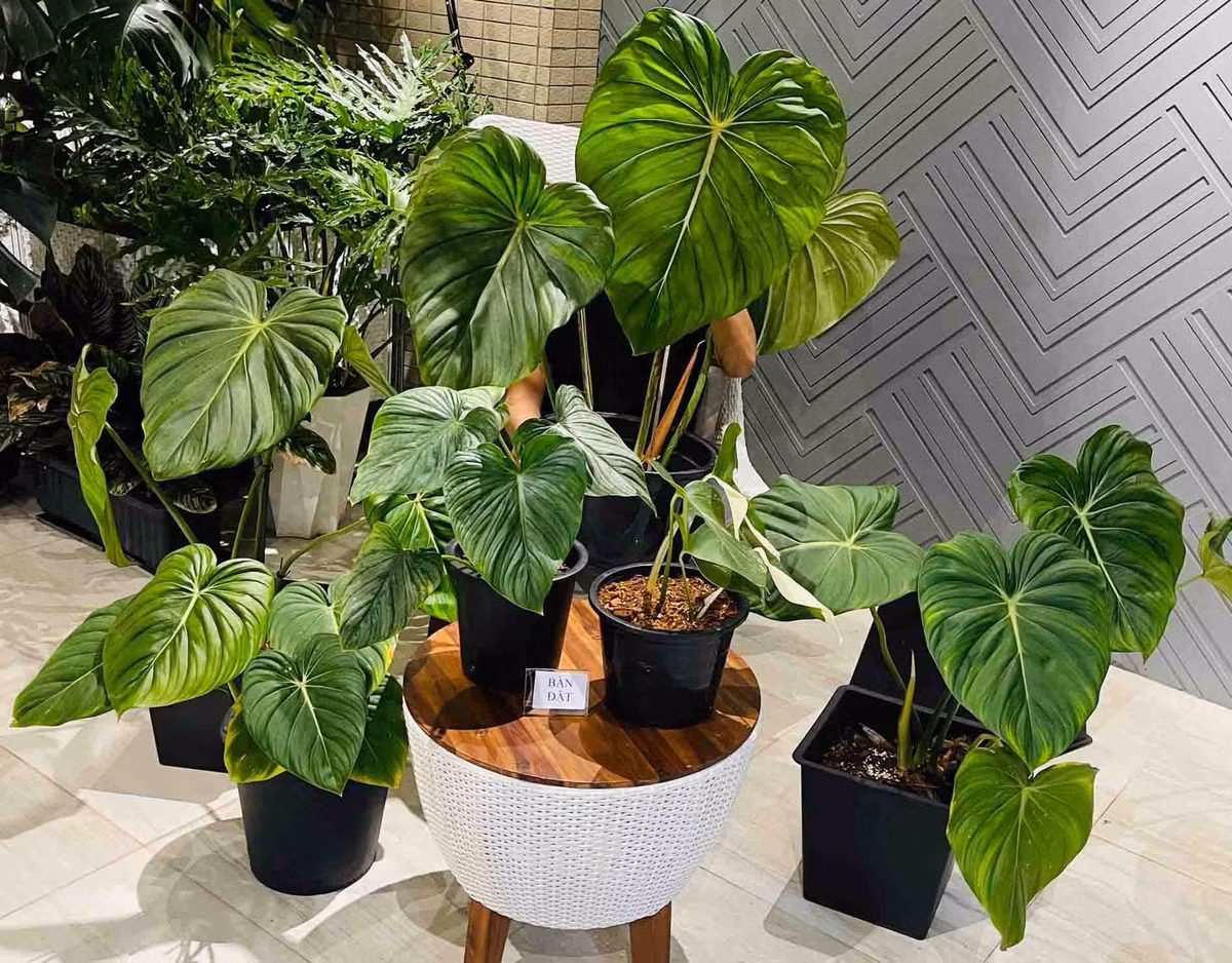 Khu vườn kiểng lá xanh mướt với đủ loại cây. Trong đó có nhiều dòng đột biến, màu sắc đẹp và độc lạ. Ảnh: FBNV