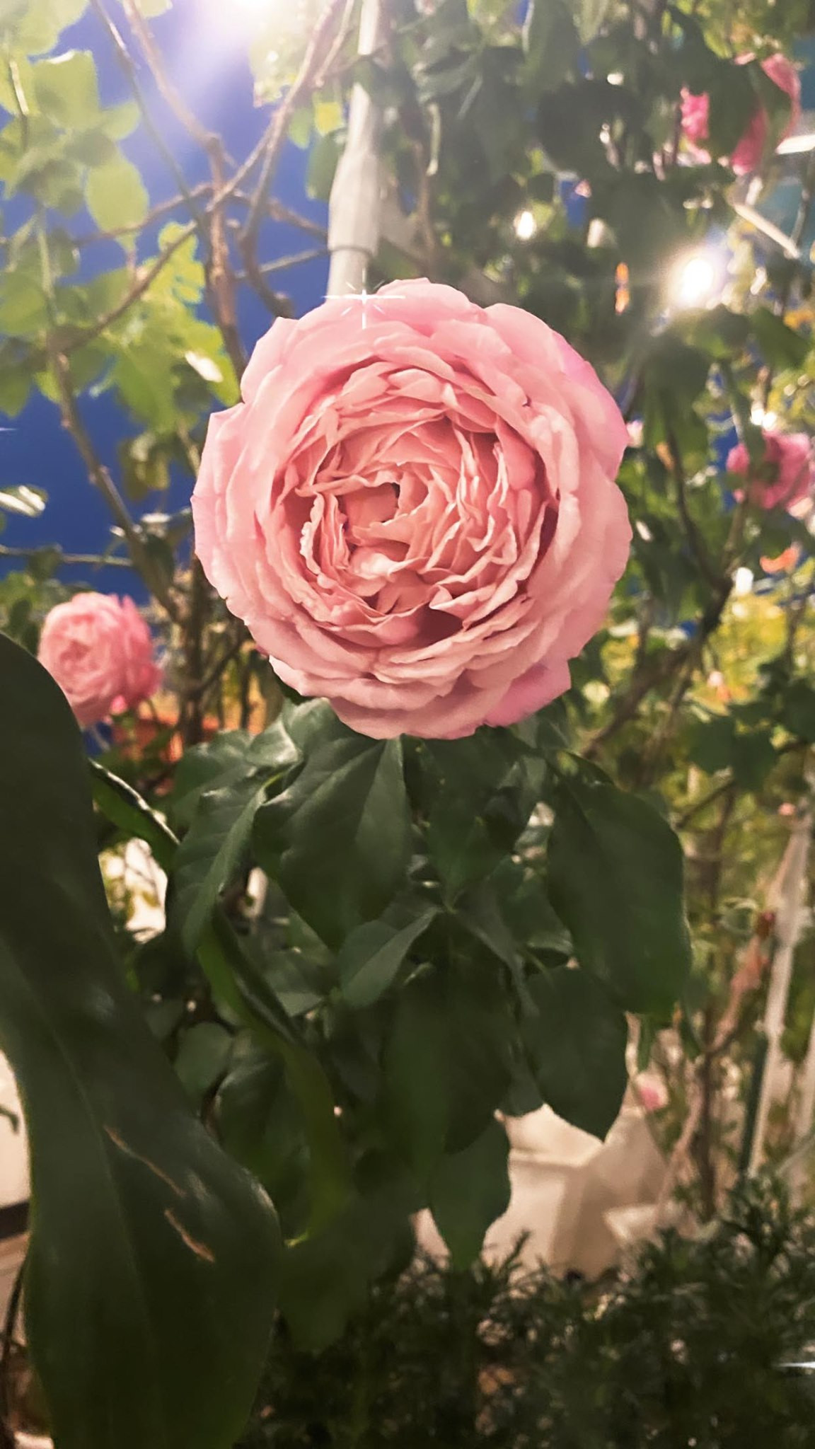 Hoa hổng đủ loại bung nở đẹp như cổ tích. Ảnh: FBNV