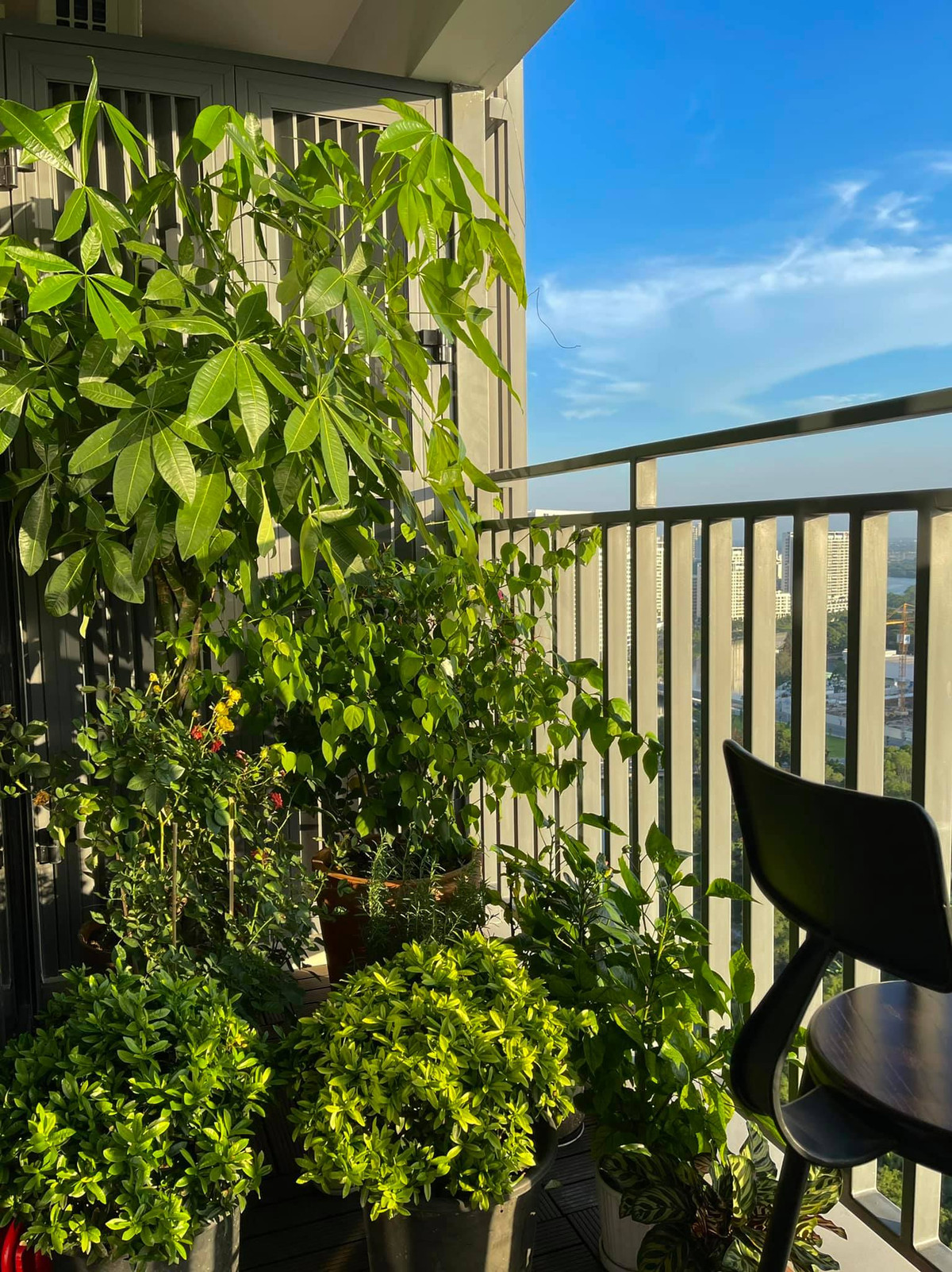 Người đẹp tận dụng ban công để trồng các loại cây và hoa. Ảnh: FBNV