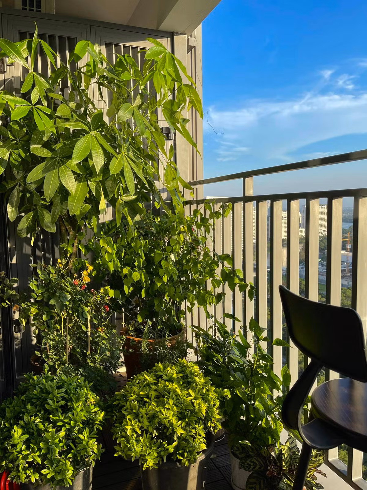 Người đẹp tận dụng ban công để trồng các loại cây và hoa. Ảnh: FBNV