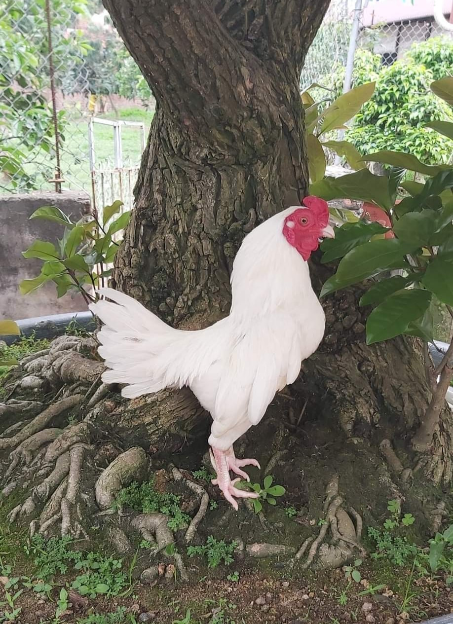 Dù kích thước nhỏ nhưng gà tre Bắc tít cực kỳ nhanh nhẹn. Ảnh: Facebook