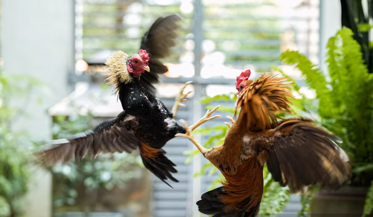 Một số người có thú chơi gà tre Bắc tít nhiều năm cho biết, chế độ chăm sóc giống gà này cũng đa dạng. Những con có ngoại hình đẹp thường được chăm sóc tỉ mỉ mỗi ngày. Ảnh: Dân Việt