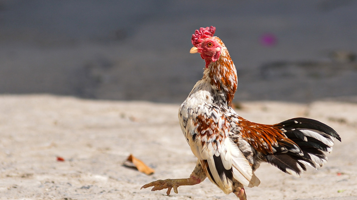 Ngoài ra, mã vừa phải ôm trọn phần hông của gà, che hết phần chân gần cựa, cổ cong về phía sau, phô vóc dáng đầy oai vệ khi gáy. Ảnh: Dân Việt