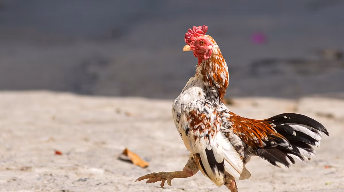 Ngoài ra, mã vừa phải ôm trọn phần hông của gà, che hết phần chân gần cựa, cổ cong về phía sau, phô vóc dáng đầy oai vệ khi gáy. Ảnh: Dân Việt