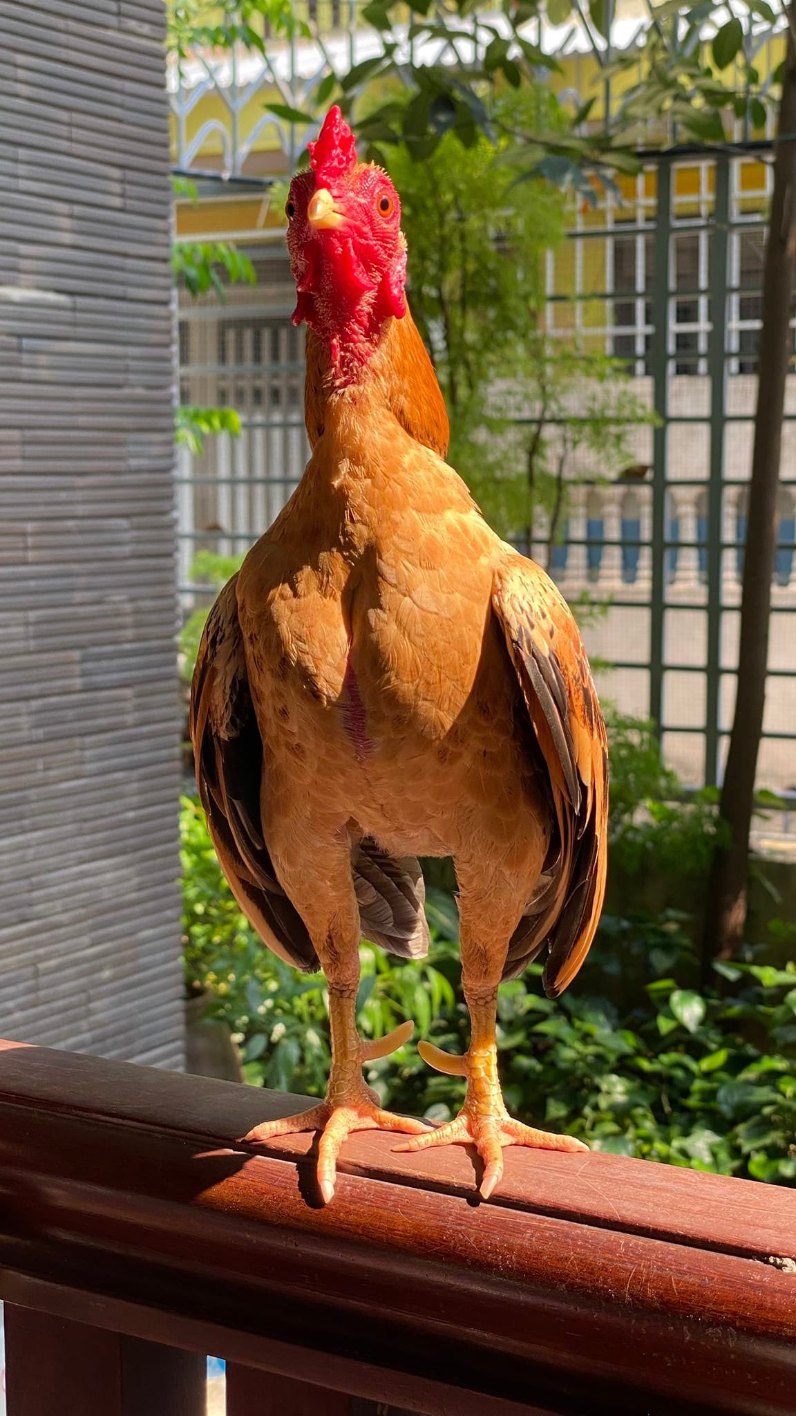 Theo giới sành chơi, một chú gà tre Bắc tít đúng tiêu chuẩn thường có nhữngd dặc điểm nổi bật như mặt tròn, mắt đỏ, cánh ngắn, chân tròn, hai hàng vảy song song cân đối. Ảnh: Facebook