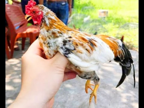 Đặc biệt, những con gà tre Bắc màu sắc hiếm, độ nhanh nhẹn cao được trả giá tới cả trăm triệu đồng. Ảnh: YouTube