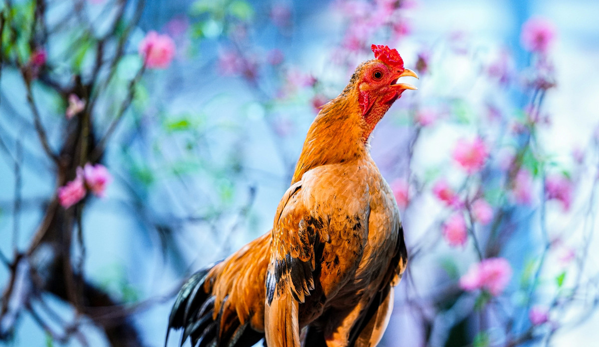 Tuỳ vào màu lông và ngoại hình của từng con mà gà tre Bắc có giá thành khác nhau, từ vài triệu đến vài chục triệu đồng. Ảnh: Dân Việt