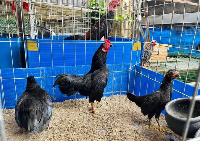 Gà tre Bắc tít luôn toát lên vẻ dung mãnh không thể lẫn với loài khác. Ảnh: Dân trí