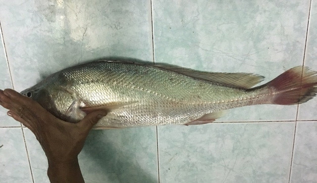 Thịt cá sủ vàng là món ăn được người Hong Kong, Trung Quốc và Nhật Bản rất ưa chuộng. Còn người Trung Quốc quan niệm ăn cá sủ vàng mang lại may mắn. Ảnh: Báo giao thông