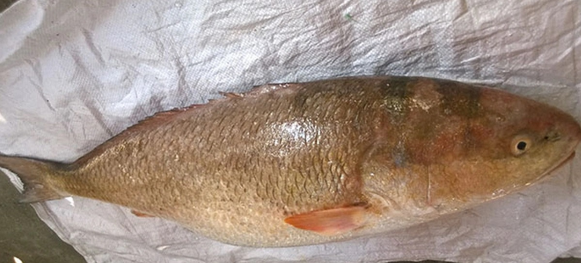 Cá sủ vàng đắt như vậy là bởi chúng không thể nuôi trong môi trường nhân tạo. Ảnh: Dân trí