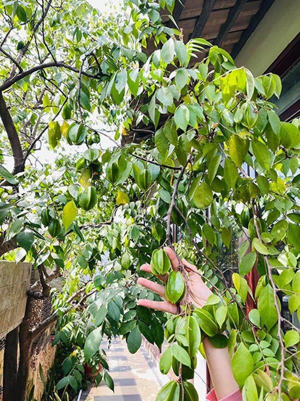 Cây khế trước sân cho nhiều quả và toả bóng mát. Ảnh: FBNV