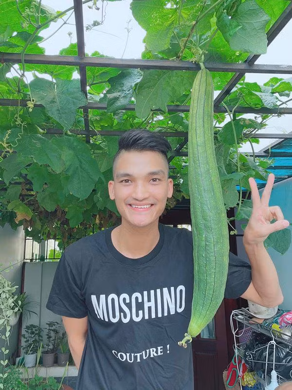 Mạc Văn Khoa còn trồng của một giàn mướp xanh mướt. Ảnh: FBNV
