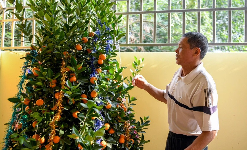 Vào dịp Tết cổ truyền, bố Đình Trọng trang trí nhà bằng cây quất lớn. Ảnh: Zing