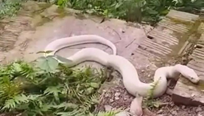 Bạch xà khổng lồ, toàn thân trắng muốt bất ngờ xuất hiện ở đền Mẫu, Ninh Bình Bach xa khong lo, toan than trang muot bat ngo xuat hien o den Mau, Ninh Binh