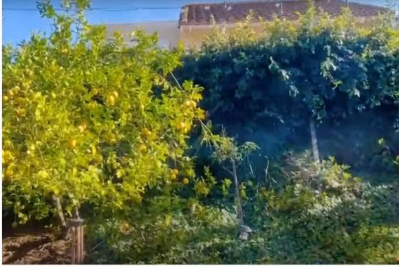 Đáng chú ý, cây chanh quanh năm đều rất tươi tốt, sum suê trái.