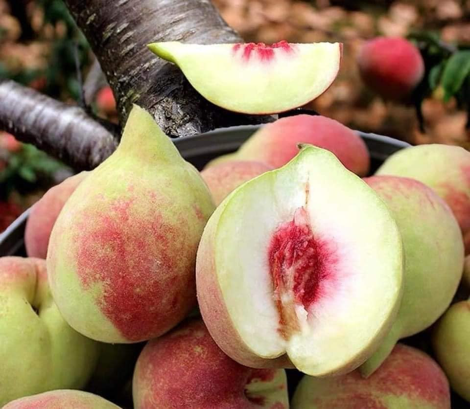 Dao Trung Quoc ngap cho, phan biet dao Viet Nam bang cach nao?-Hinh-4