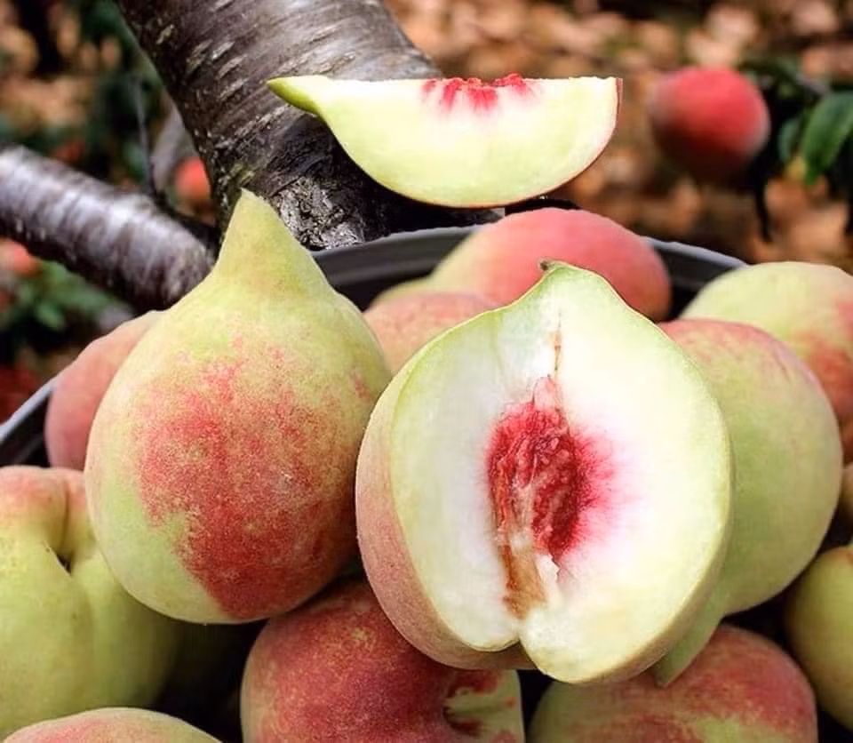 Dao Trung Quoc ngap cho, phan biet dao Viet Nam bang cach nao?-Hinh-4