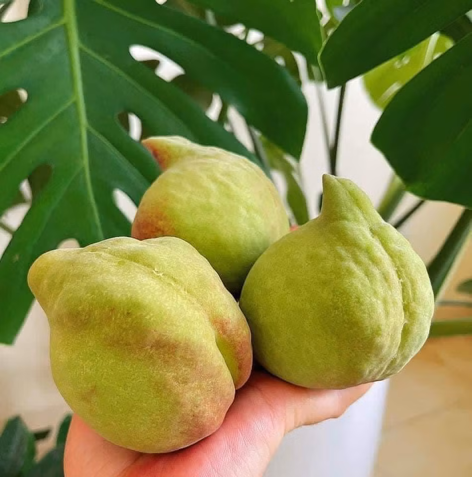 Dao Trung Quoc ngap cho, phan biet dao Viet Nam bang cach nao?-Hinh-3