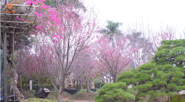 Trong biệt thự còn có một vườn hoa anh đào, nở rực rỡ vào mùa xuân.